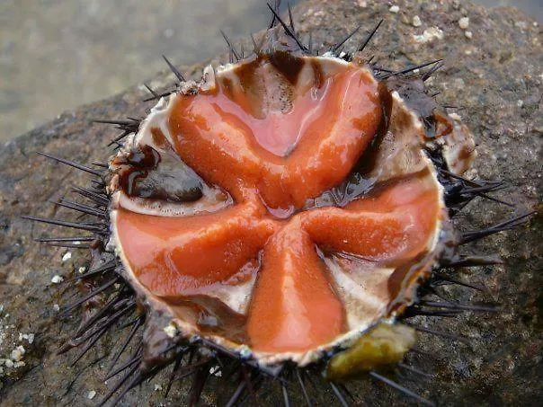 Ammiraglia Baia גאליפולי