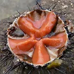 Ammiraglia Baia Gallipoli