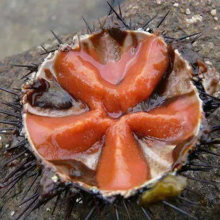 Ammiraglia Baia Галліполі